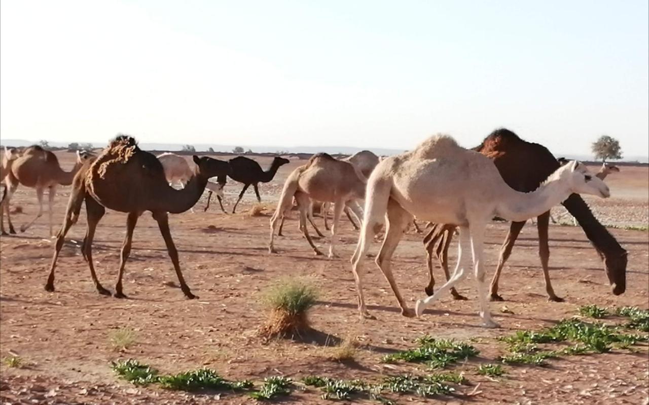 Kasbah Les Alizes Du Desert M'Hamid Luaran gambar